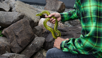 PIT VIPER