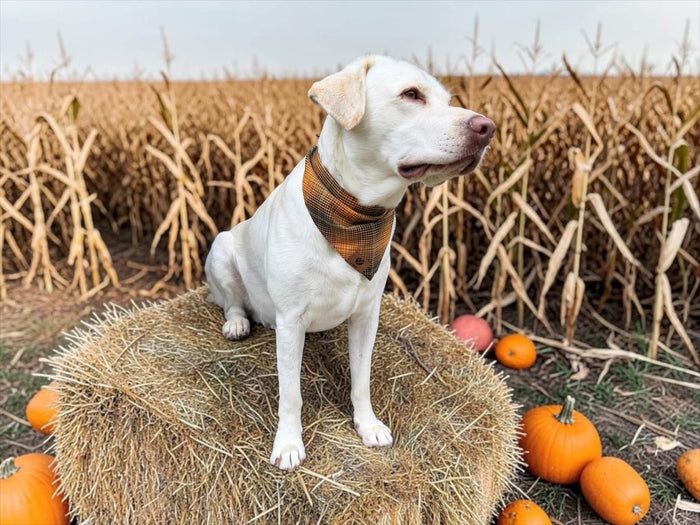 PUMPKIN HEAD PET FLANDANAS