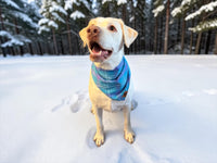 FROSTBITE PUPPY FLANDANAS