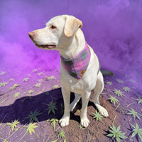 PURPLE HAZE PET FLANDANAS