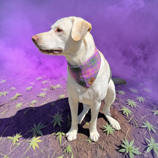 PURPLE HAZE PET FLANDANAS