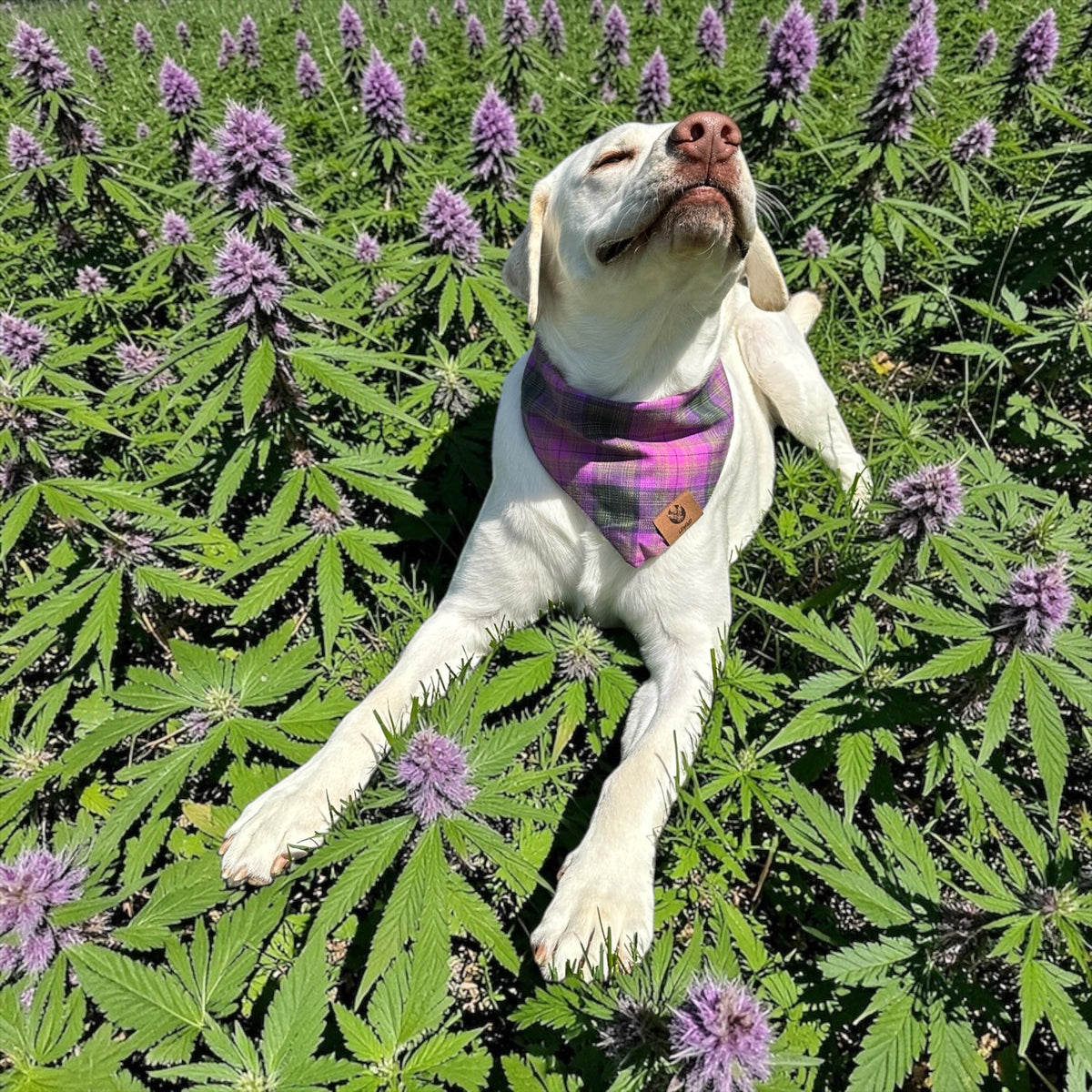 PURPLE HAZE PET FLANDANAS