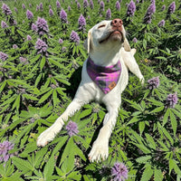 PURPLE HAZE PET FLANDANAS